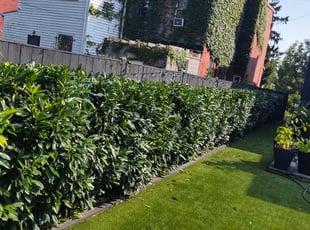 Bush Trimming by Allan Roberts for Justin P. in Washington, DC