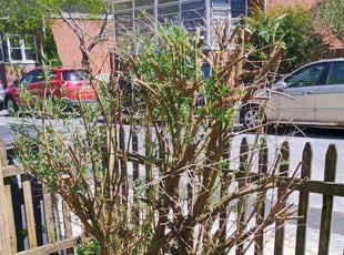 Bush Trimming by Martin Ortiz Cortez for Mary N. in Downingtown, PA