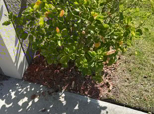 Weeding by Arely Elrod for Lawrence C. in Ruskin, FL