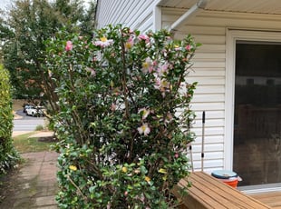 Bush Trimming by Gilberto Ayala for Michelle M. in Annandale, VA