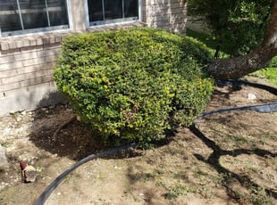Bush Trimming by Johann Fredericks for James M. in San Antonio, TX