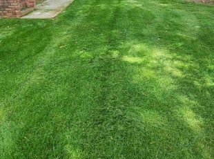 Nathan C.'s Grass Cutting service result