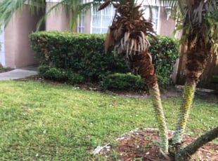Bush Trimming by Onel Cherilus for Stacy M. in Apopka, FL