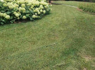 Debbie S.'s Lawn Mowing Service service result