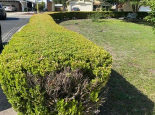 Bush Trimming by Pedro Flores for Angela S. in San Antonio, TX