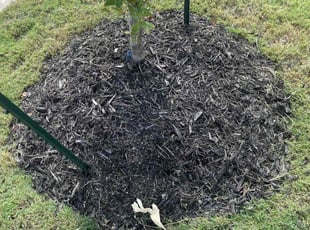 Weeding by Johny Tilley for Elyssa L. in Cibolo, TX