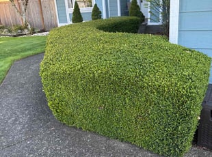 Bush Trimming by John Faccone for Terry S. in Maple Valley, WA