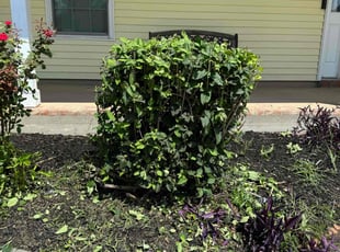 Bush Trimming by Mekeshia Ventry for Lawrence C. in Gretna, LA