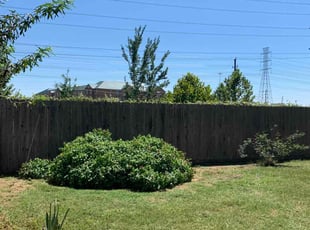 Bush Trimming by Rigo Mireles for Judy H. in Houston, TX