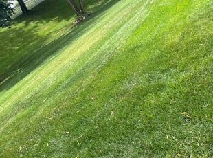 Leaf Removal by Santos Blanco for Kimberly I. in Eagan, MN