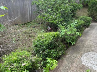 Bush Trimming by Gralin Johnson for Chance W. in Fort Worth, TX