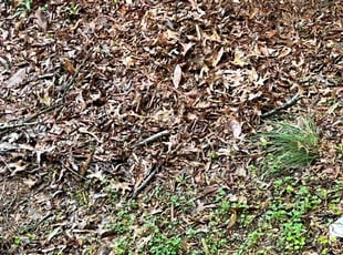 Bush Trimming by Edward Wilder for Rose W. in Capitol Heights, MD