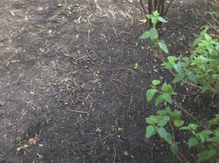 Cleanups by Sonia Arellano for Alysia L. in Houston, TX