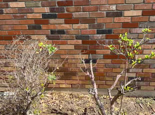 Bush Trimming by Brian Sky for Marcie D. in San Antonio, TX