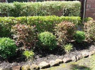 Bush Trimming by Daiby Alvarez for Chris S. in Porter, TX