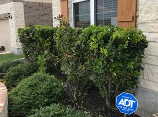 Bush Trimming by Carlos Cortez for Kathy L. in San Antonio, TX