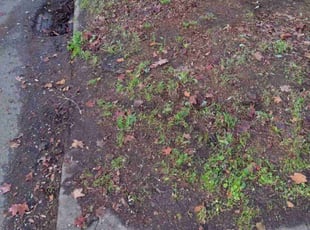 Leaf Removal by Kristofel Simbajon for Paul B. in Seattle, WA