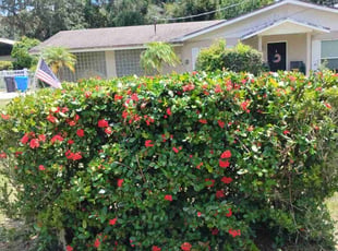 Katherine U.'s Bush Trimming service result