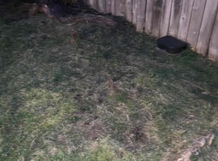 Leaf Removal by Brian Fritts for Rashan P. in Everett, WA