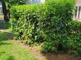 Bush Trimming by Angel Aguilar Lopez for Torrie H. in Minneapolis, MN