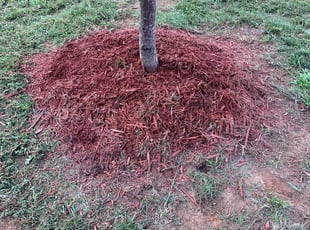 Cleanups by Cam Smith for Judy P. in Rock Hill, SC