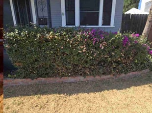 Bush Trimming by Roberto Medina for Mathilde T. in San Diego, CA