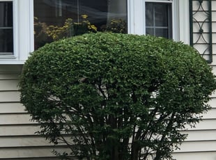 Bush Trimming by Donald Tucker for KARI M. in Woodbridge, VA