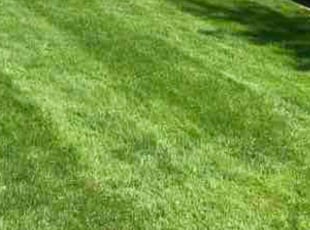Tyrell M.'s Lawn Mowing Service service result