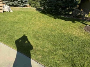 Gavio H.'s Lawn Mowing service result