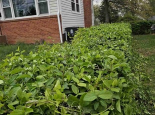 Bush Trimming by Artavius Clark for Stephen S. in Hyattsville, MD