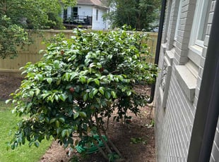 Bush Trimming by Chuck Vogt for Adrian P. in Atlanta, GA