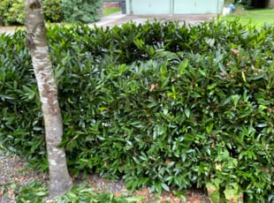 Bush Trimming by Jaelonie Ayres for Jacob F. in Lynnwood, WA