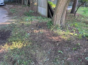 Bush Trimming by Terrence Rogers for Shauna R. in New Haven, CT