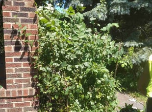 Bush Trimming by Elizabeth Williams for James P. in Cleveland Heights, OH