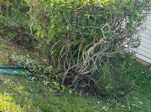 Bush Trimming by Shelita Turner for Mark B. in Concord, NC