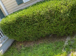 Bush Trimming by Brandon Russell for Brandy G. in Chesapeake, VA