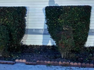 Bush Trimming by Danelle Soriano for Dennis T. in Sacramento, CA