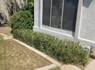 Bush Trimming by Raul Blanco for Susi W. in Mesa, AZ
