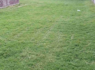 Cleanups by Julia Laurean for Ashley S. in Phoenix, AZ