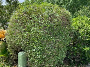 Bush Trimming by Stanmore Hinds for Jaden W. in New Braunfels, TX