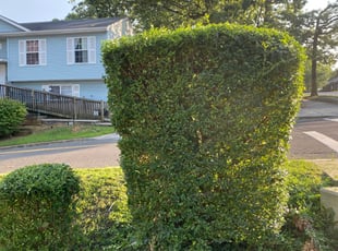 Bush Trimming by Caree Keith for Tammy K. in Capitol Heights, MD