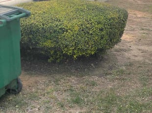 Bush Trimming by Lacy Dixon for Carrie M. in San Antonio, TX