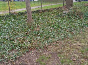 Leaf Removal by Mathew Benham for JOHN P. in Syracuse, NY