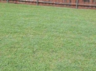 Nate J.'s Lawn Mowing Service service result