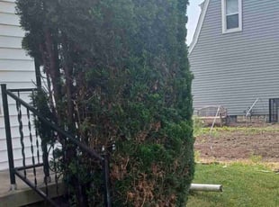 Bush Trimming by Vicente Hernandez for Doc G. in Columbus, OH