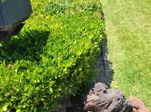 Bush Trimming by Juan Rodriguez for Louis R. in Citrus Heights, CA
