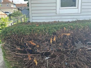 Bush Trimming by Edd Toro Sr for Samantha G. in Enola, PA