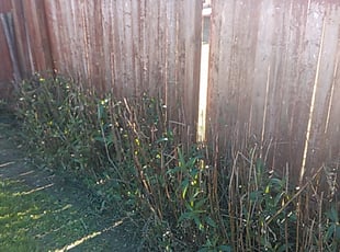 Bush Trimming by Keith Lamkin for Erica L. in San Antonio, TX
