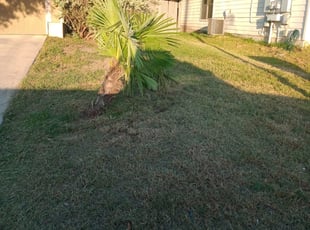 Leaf Removal by Devin Espinosa for Miranda R. in San Antonio, TX