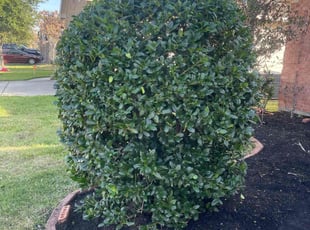 Bush Trimming by Serafin Almanza for Victor W. in Tomball, TX
